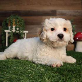 Cavachon