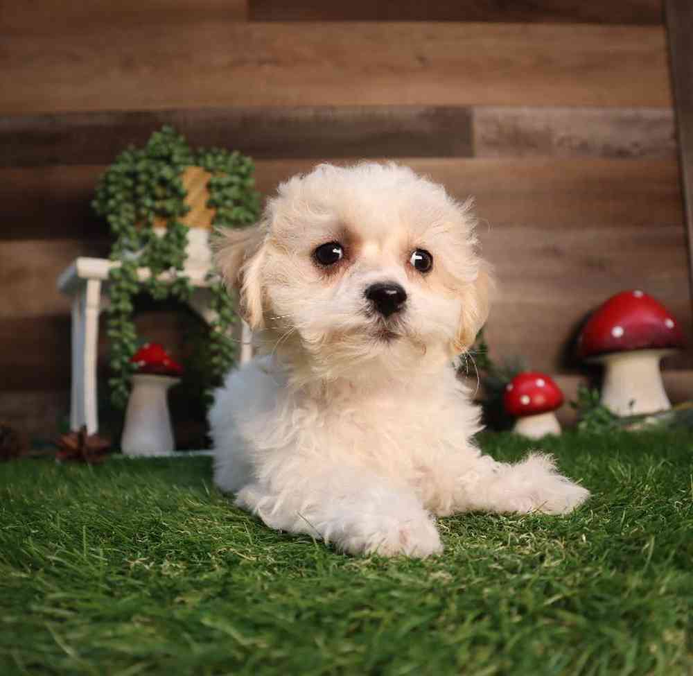 Female Teddy Bear Puppy for Sale in Blaine, MN