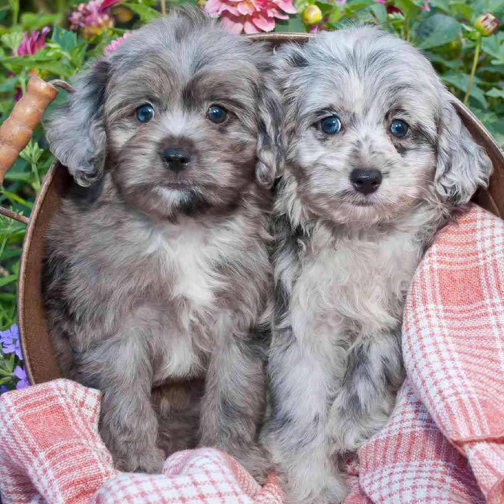 Aussiedoodle Puppies for sale Four Paws and a Tail