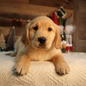Golden Retriever
