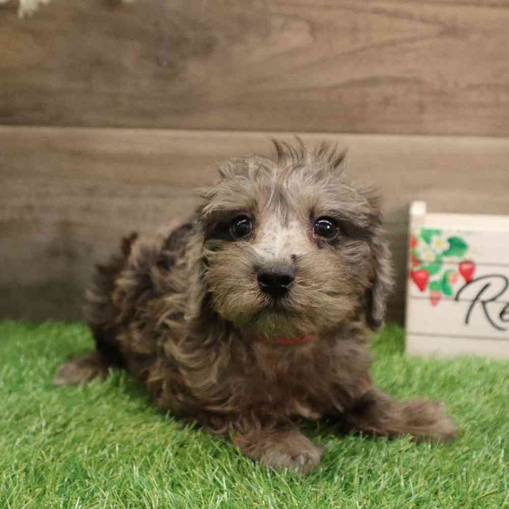 Female Mini Schnauzer-Mini Poodle Puppy for sale