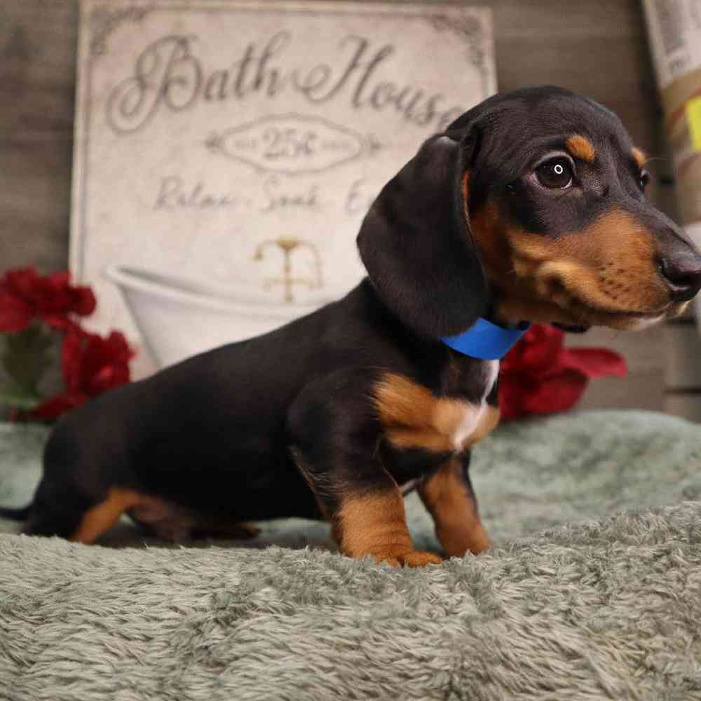 Male Dachshund Puppy for Sale in Blaine, MN