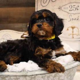 Cavapoo