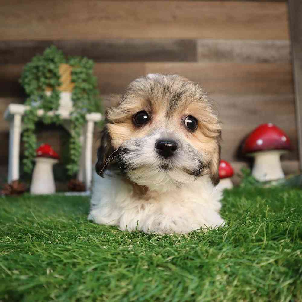 Female Teddy Bear Puppy for Sale in Blaine, MN
