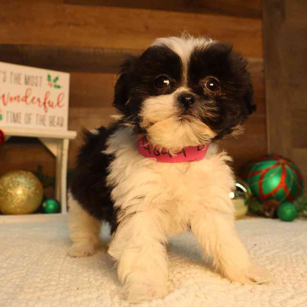 carousel pet images