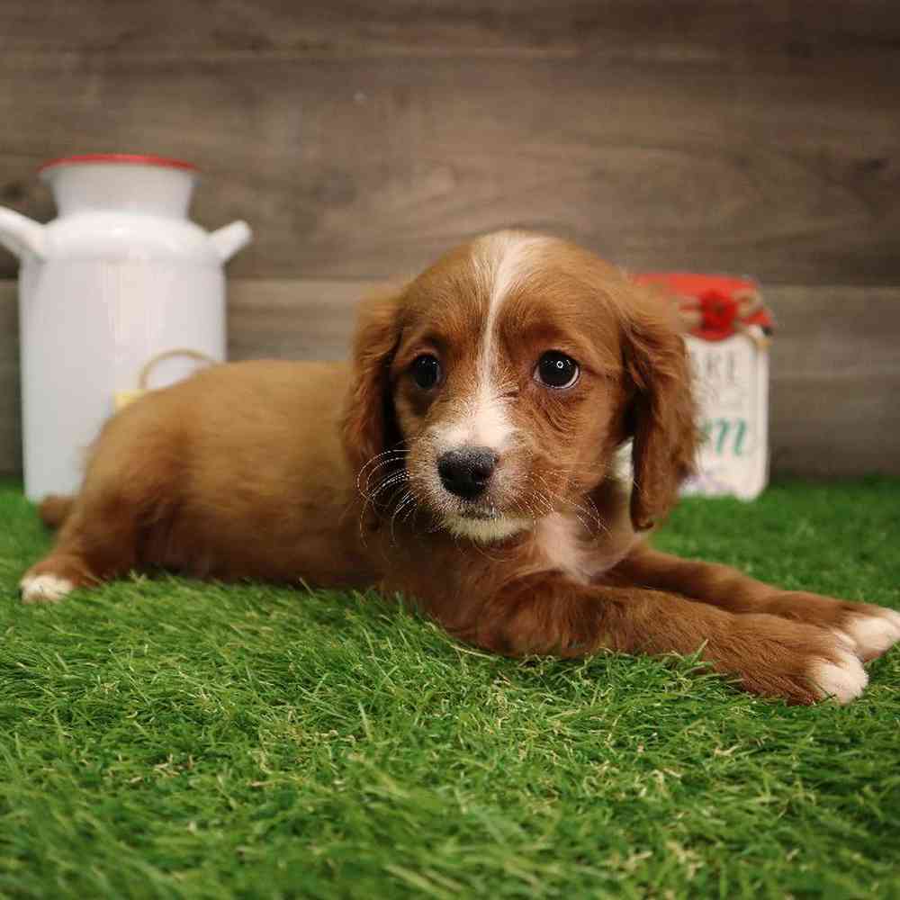 carousel pet images