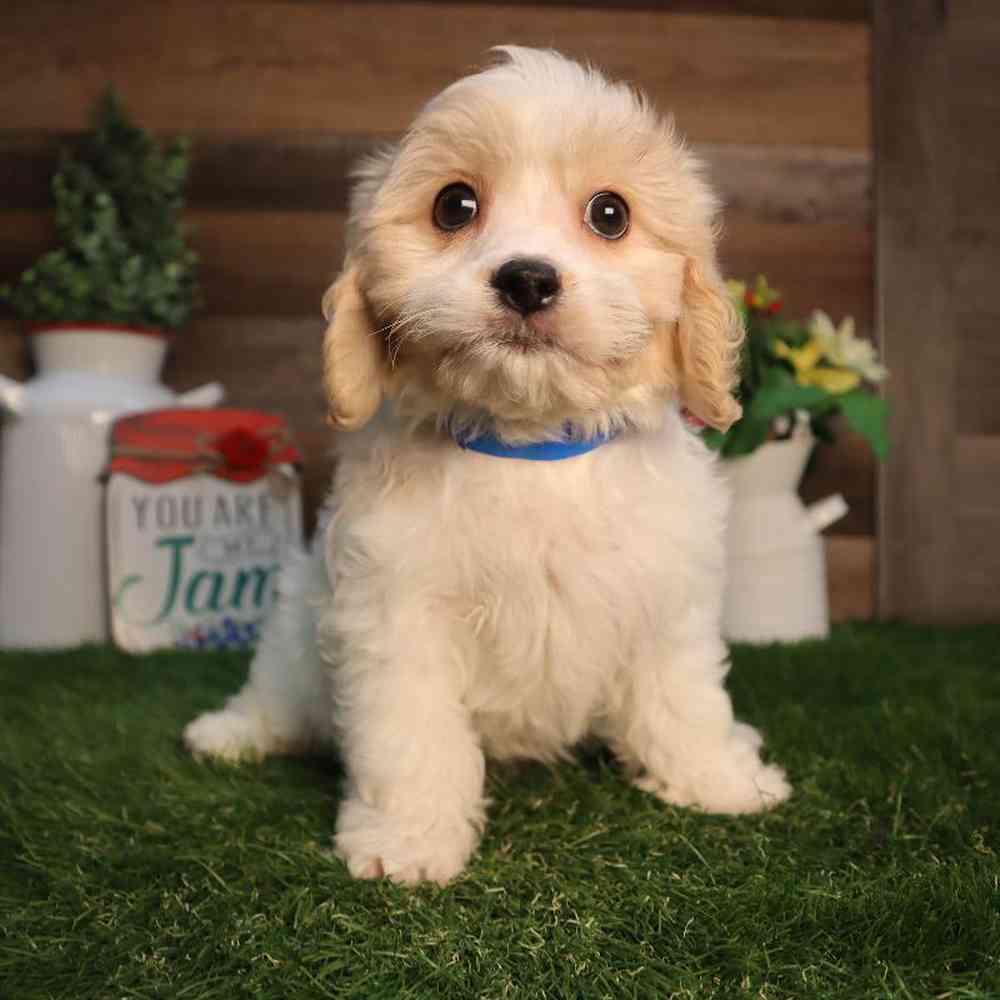 Image of a pet breed in the gallery
