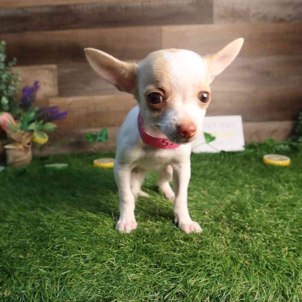 carousel pet images