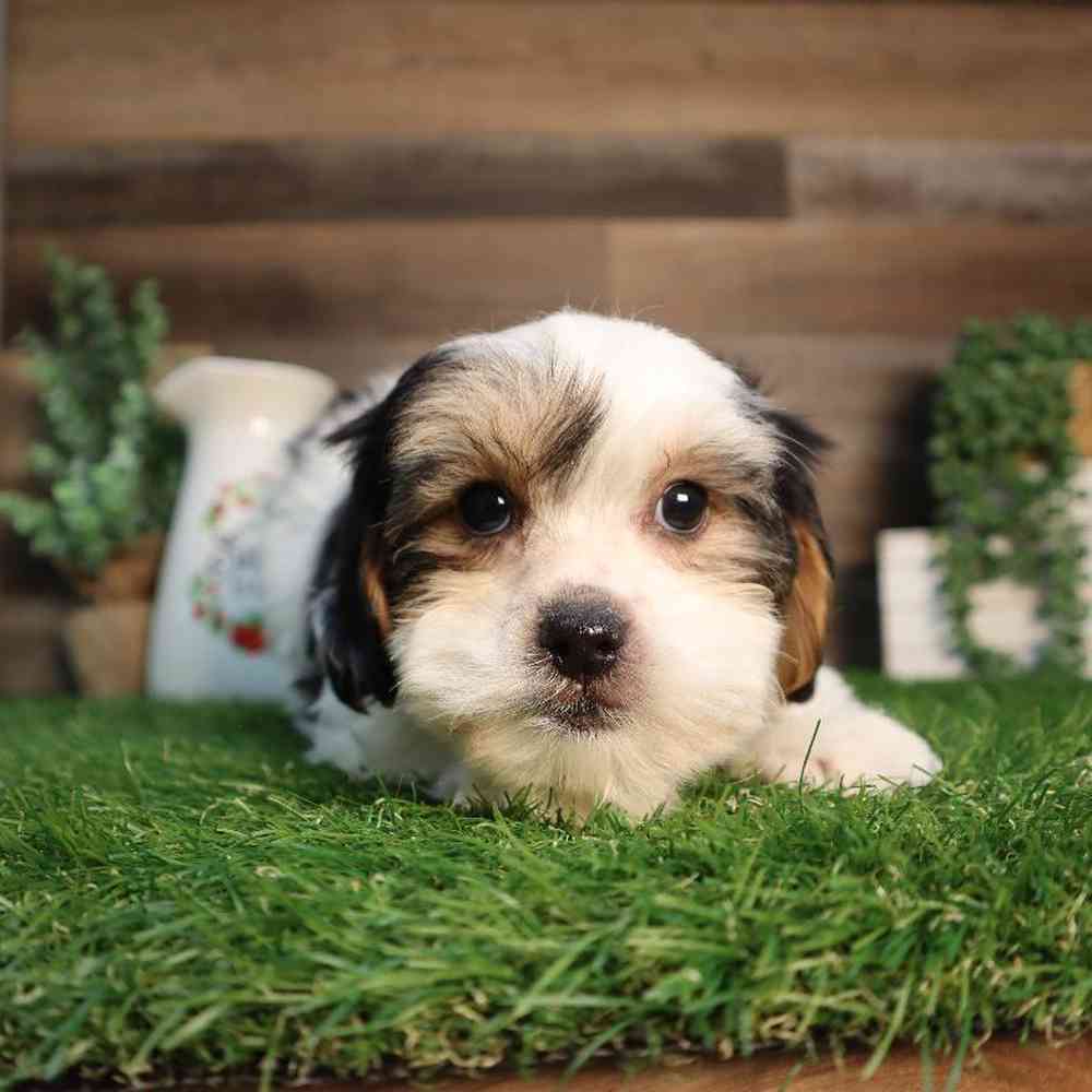 carousel pet images