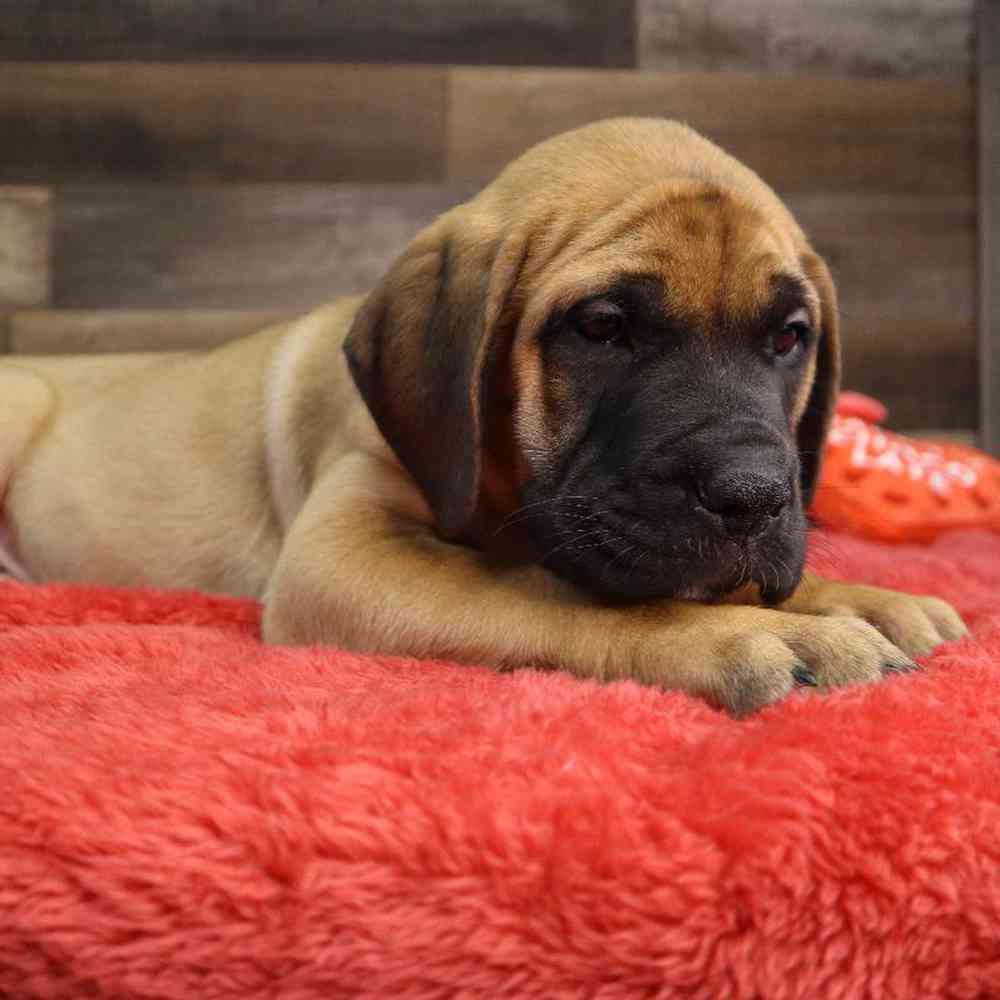 Female Bull Mastiff Puppy for Sale in Blaine, MN