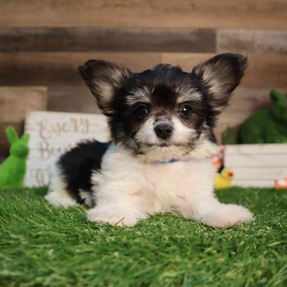 carousel pet images