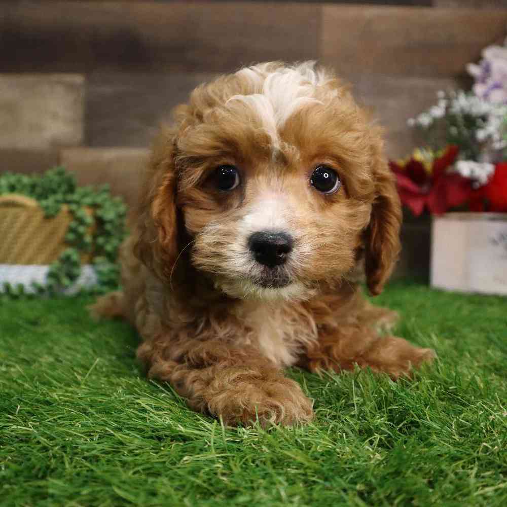 carousel pet images