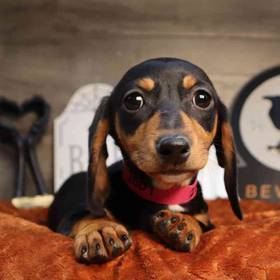 Dachshund