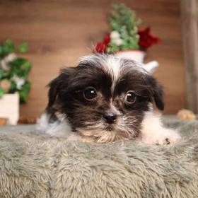 Shorkie