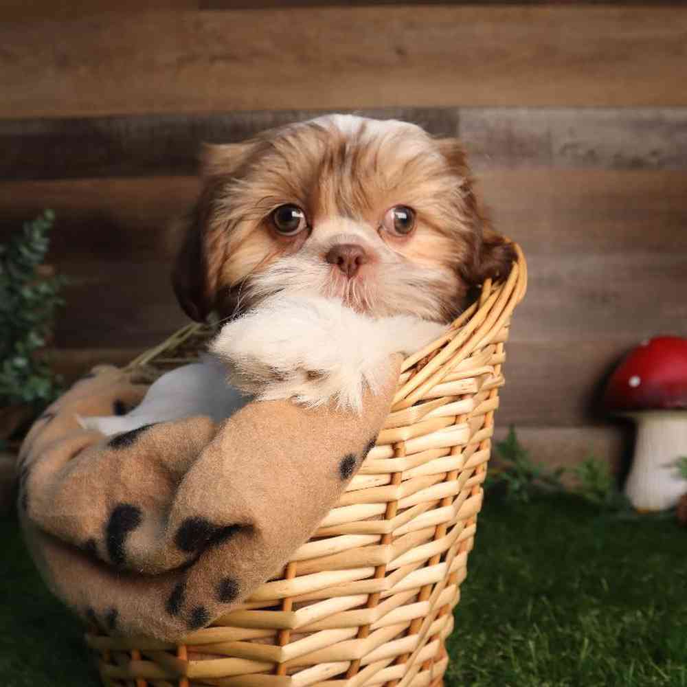 Image of a pet breed in the gallery
