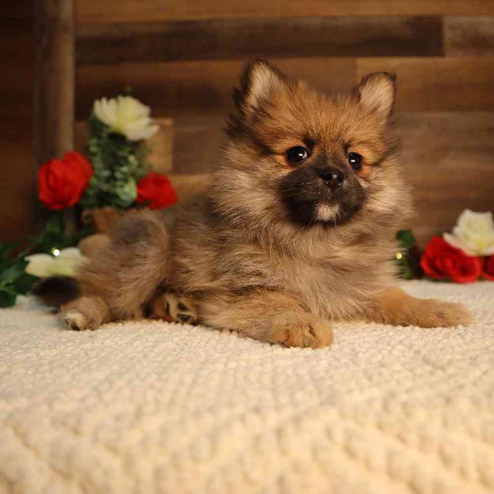 carousel pet images
