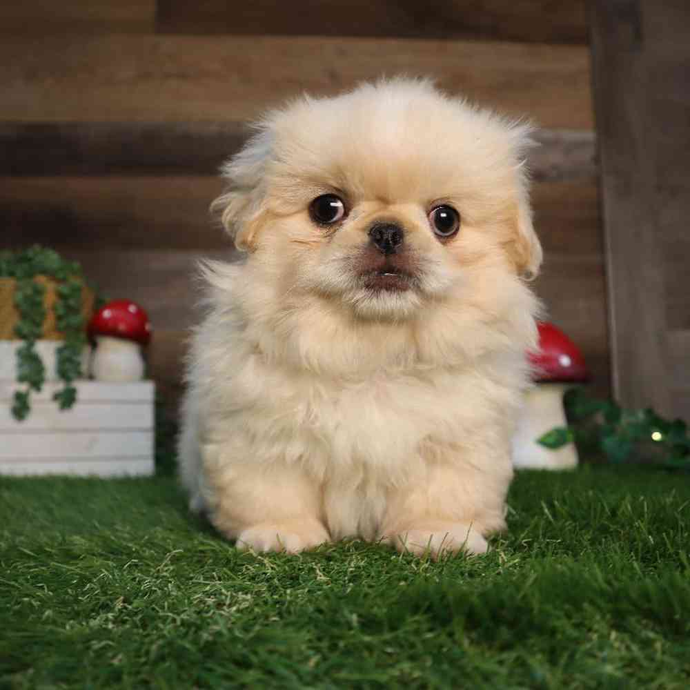 pet breed image