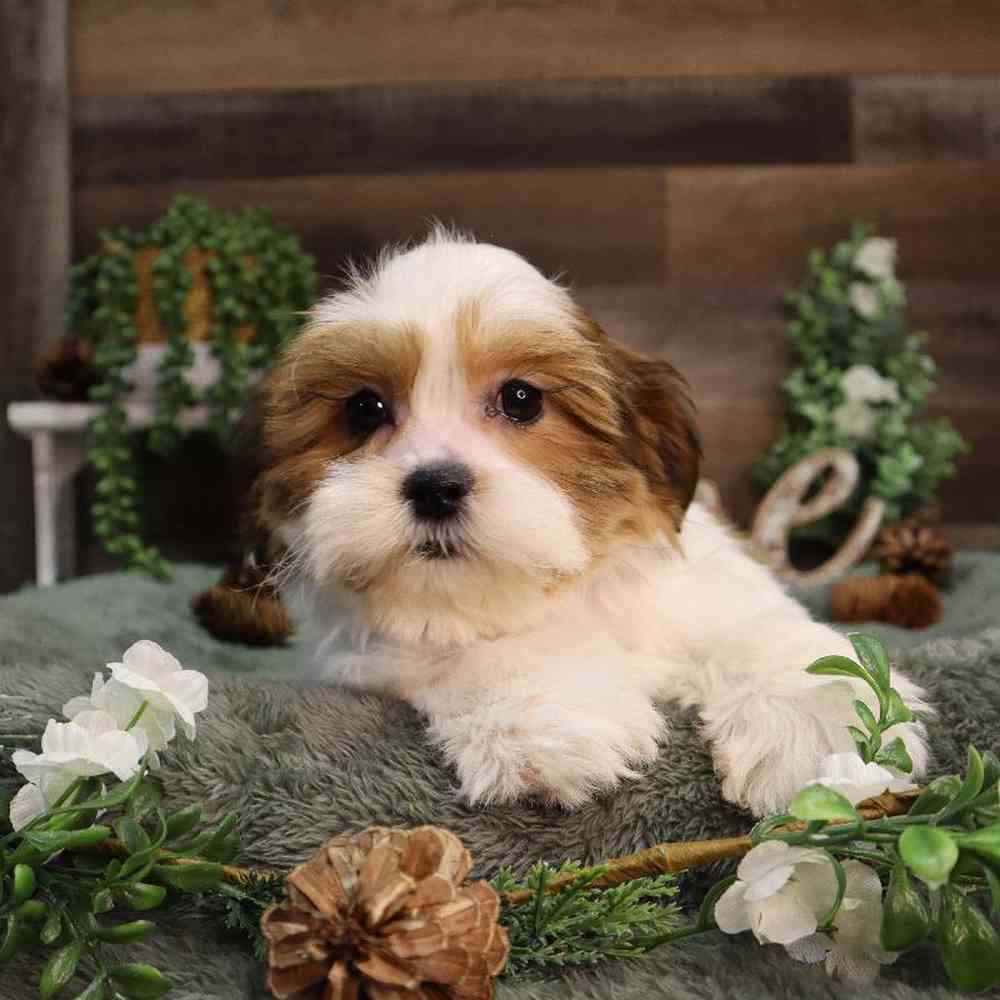 Female Teddy Bear Puppy for Sale in Blaine, MN