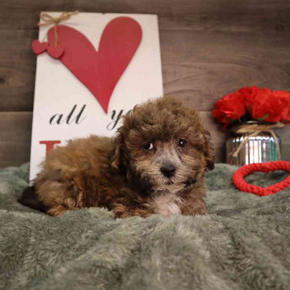 Male Shipoo Puppy for Sale in Blaine, MN