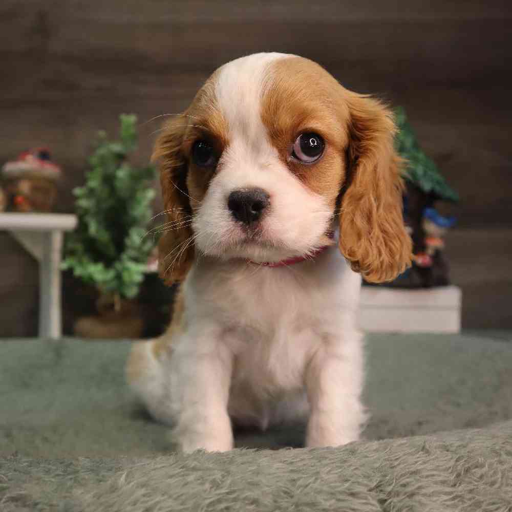 Female cavalier king charles spaniel for sale hot sale