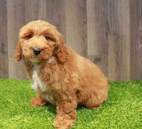 Mini Goldendoodle 2nd Gen