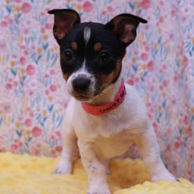Rat Terrier