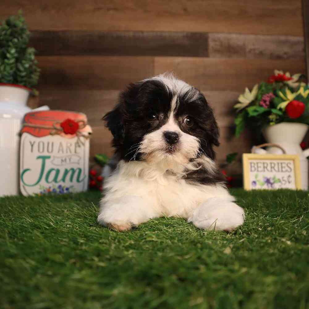 carousel pet images