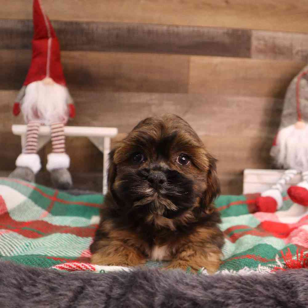 Male Shipoo Puppy for sale