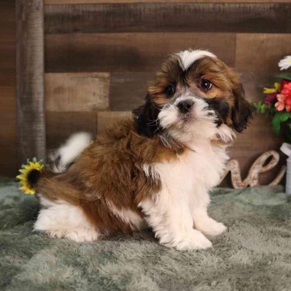 carousel pet images