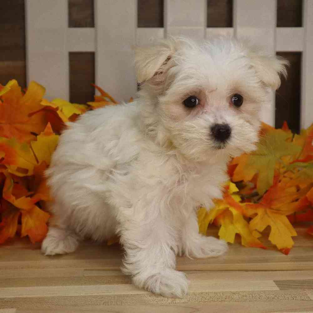 Female Maltese Puppy for sale