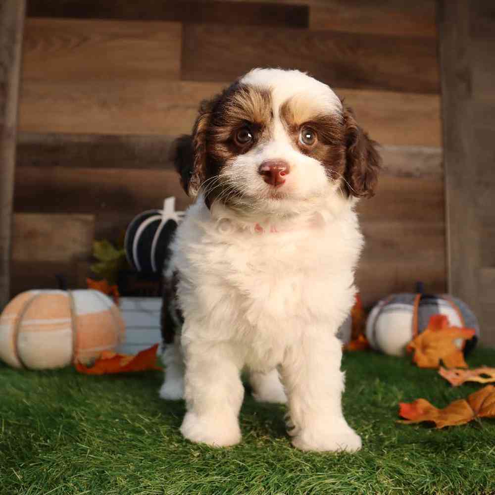 Mini AussiePoo Puppies for sale - Four Paws and a Tail