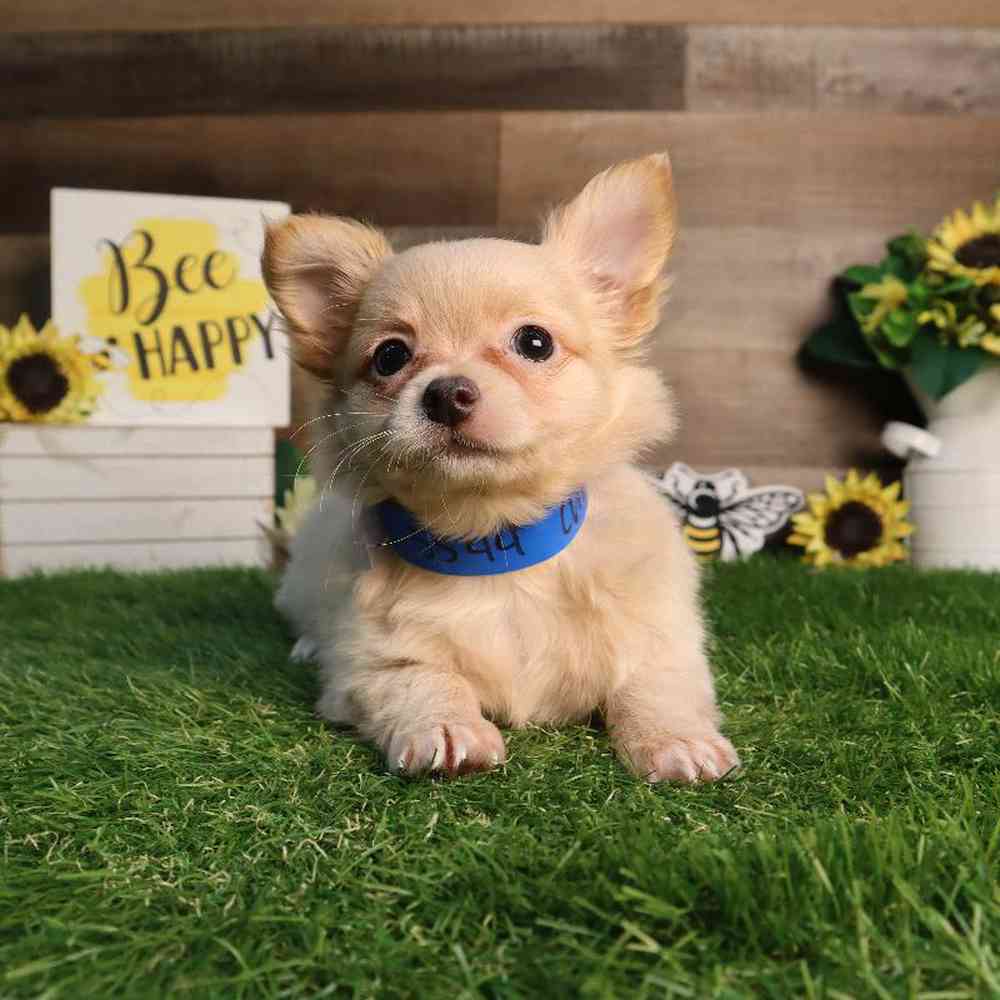 Male Chihuahua Puppy for Sale in Blaine, MN