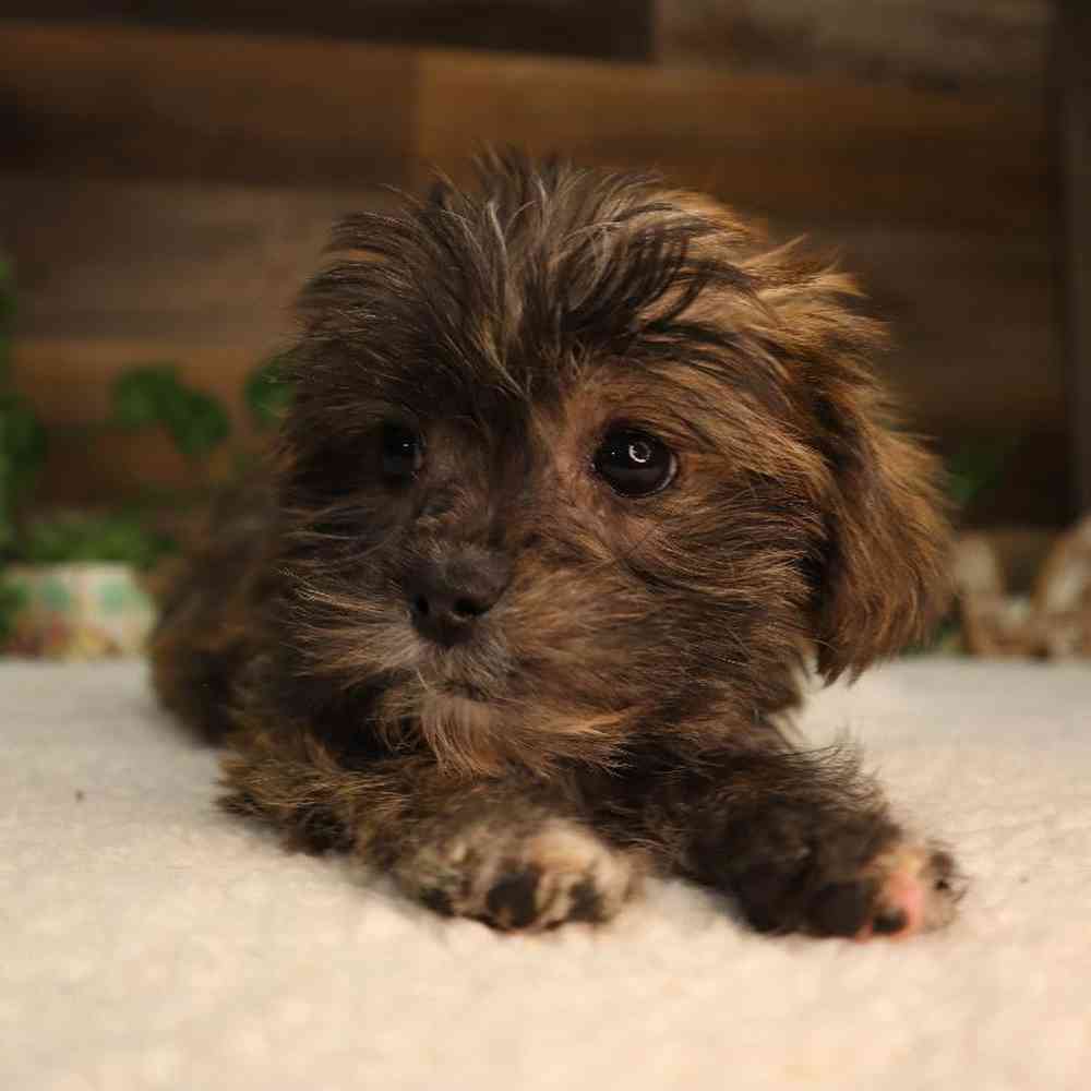 Female Shorkie Puppy for Sale in Blaine, MN