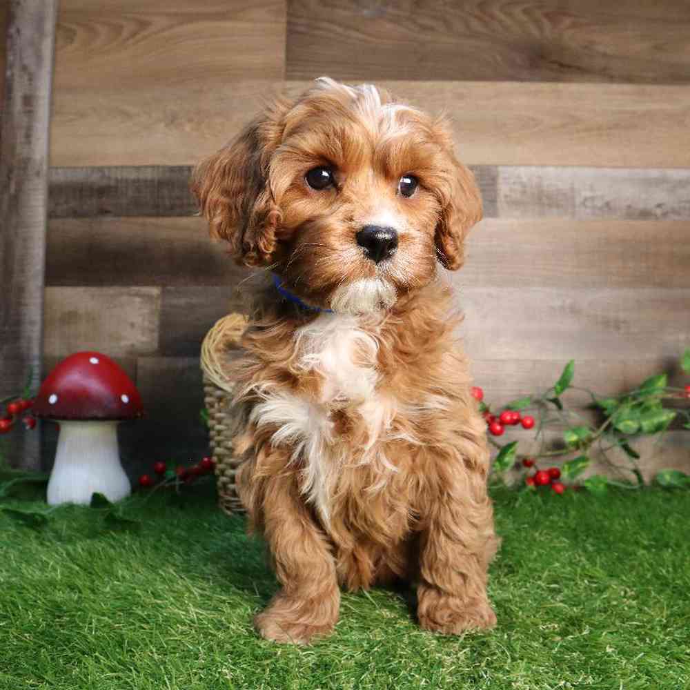 Cavapoo Puppy for sale - Four Paws and a Tail