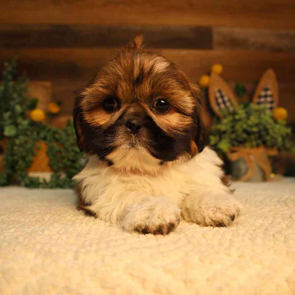 carousel pet images