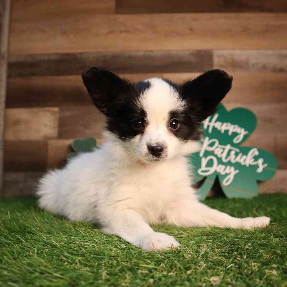 carousel pet images
