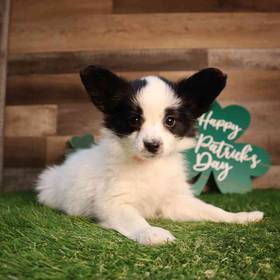 Papillon