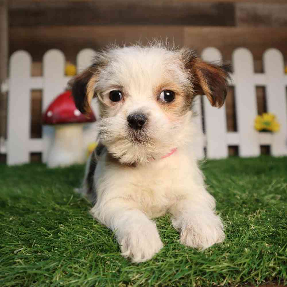 Mini Walrus Puppies for sale - Four Paws and a Tail