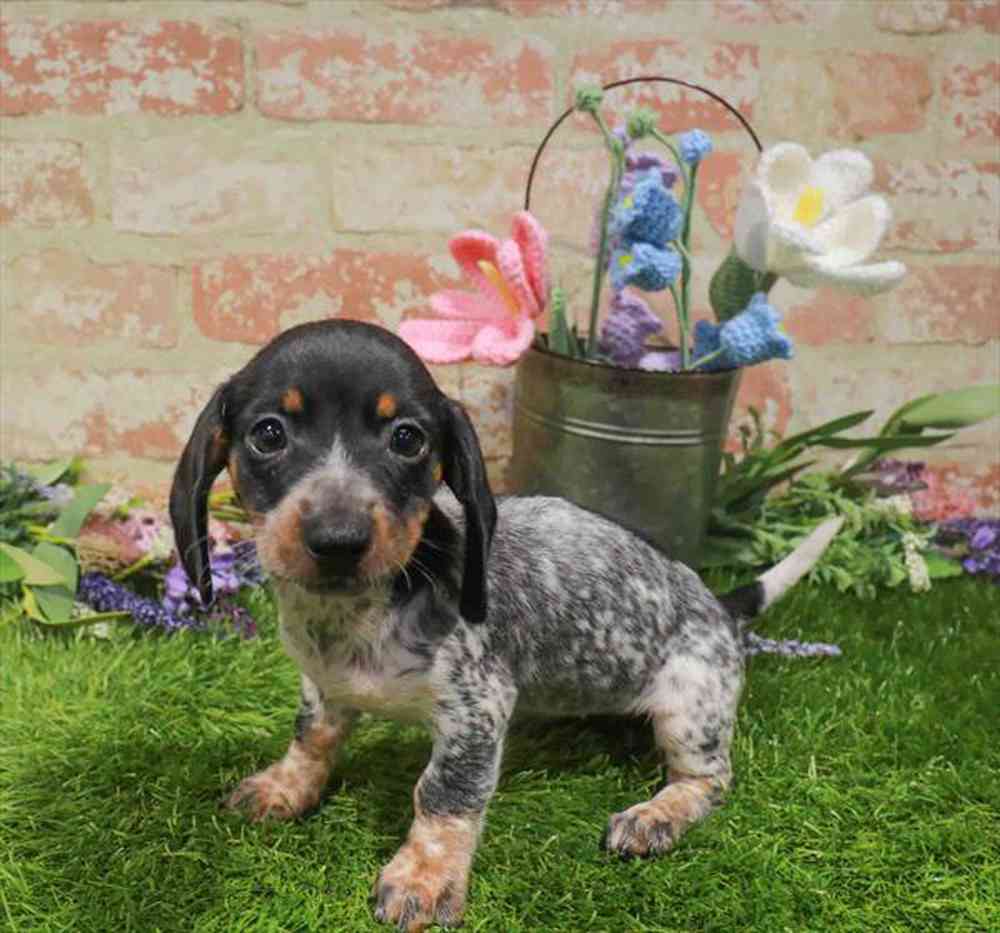 carousel pet images