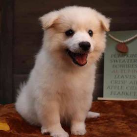American Eskimo