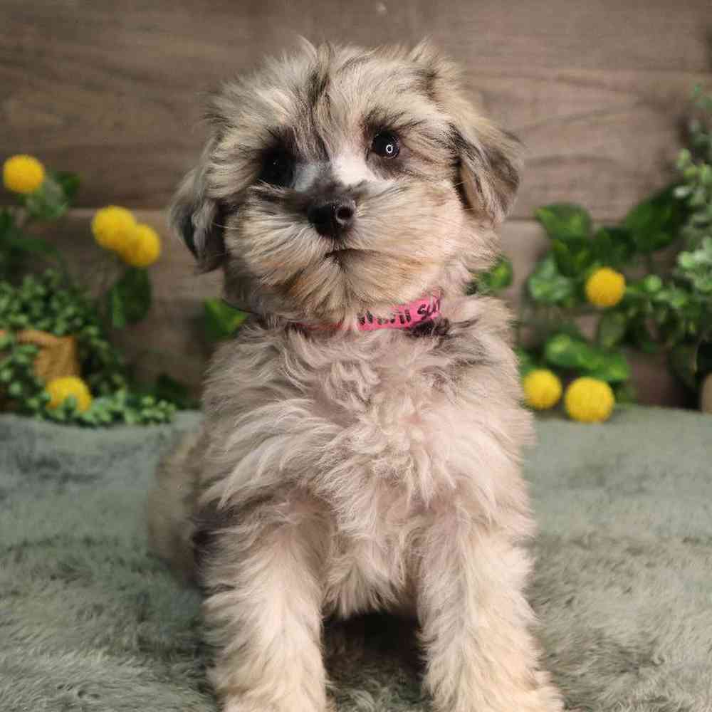 carousel pet images