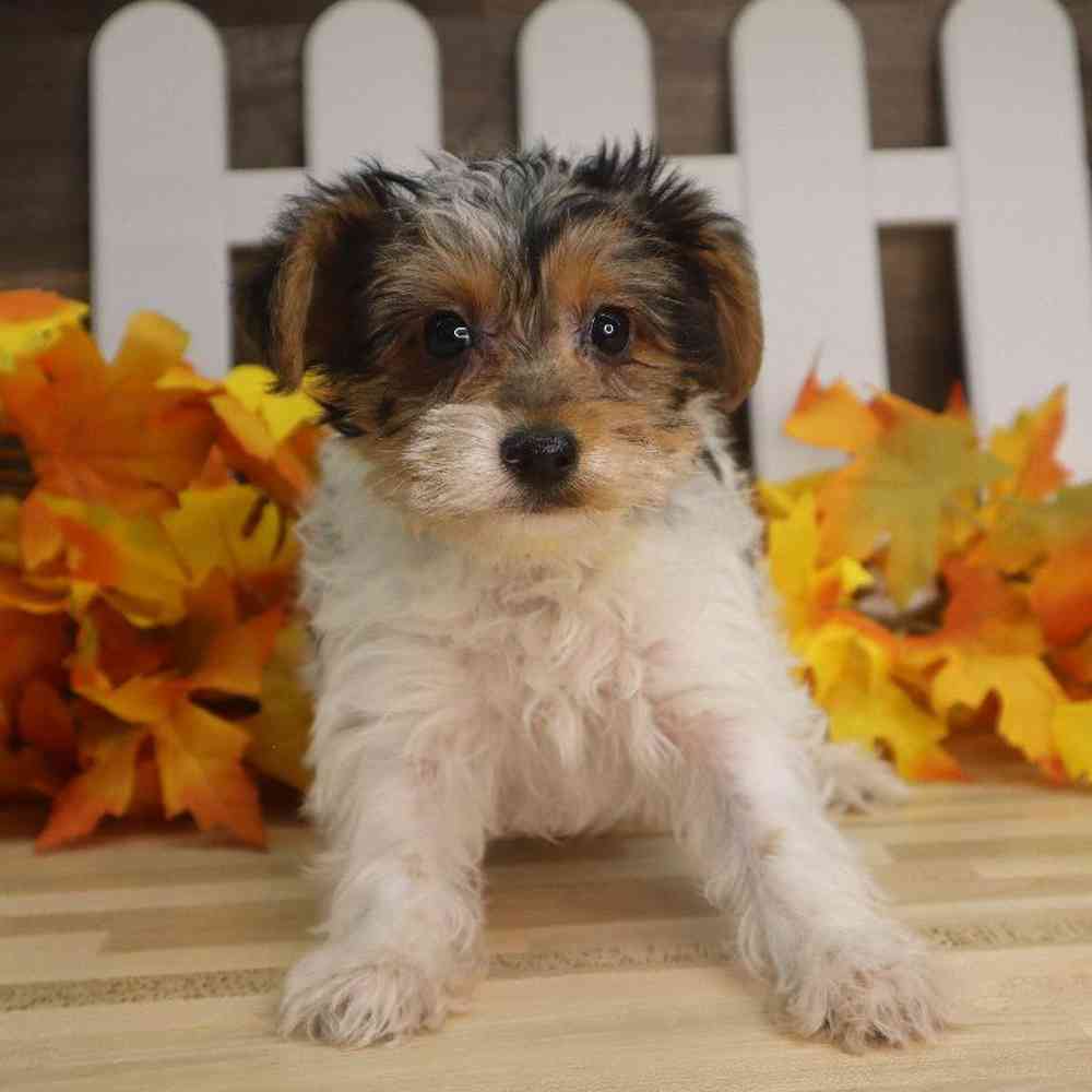 Female Yorkshire Terrier Puppy for sale