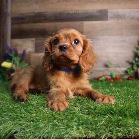 Cavalier King Charles Spaniel