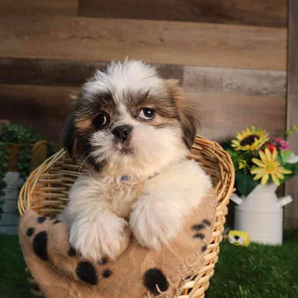 Image of a pet breed in the gallery