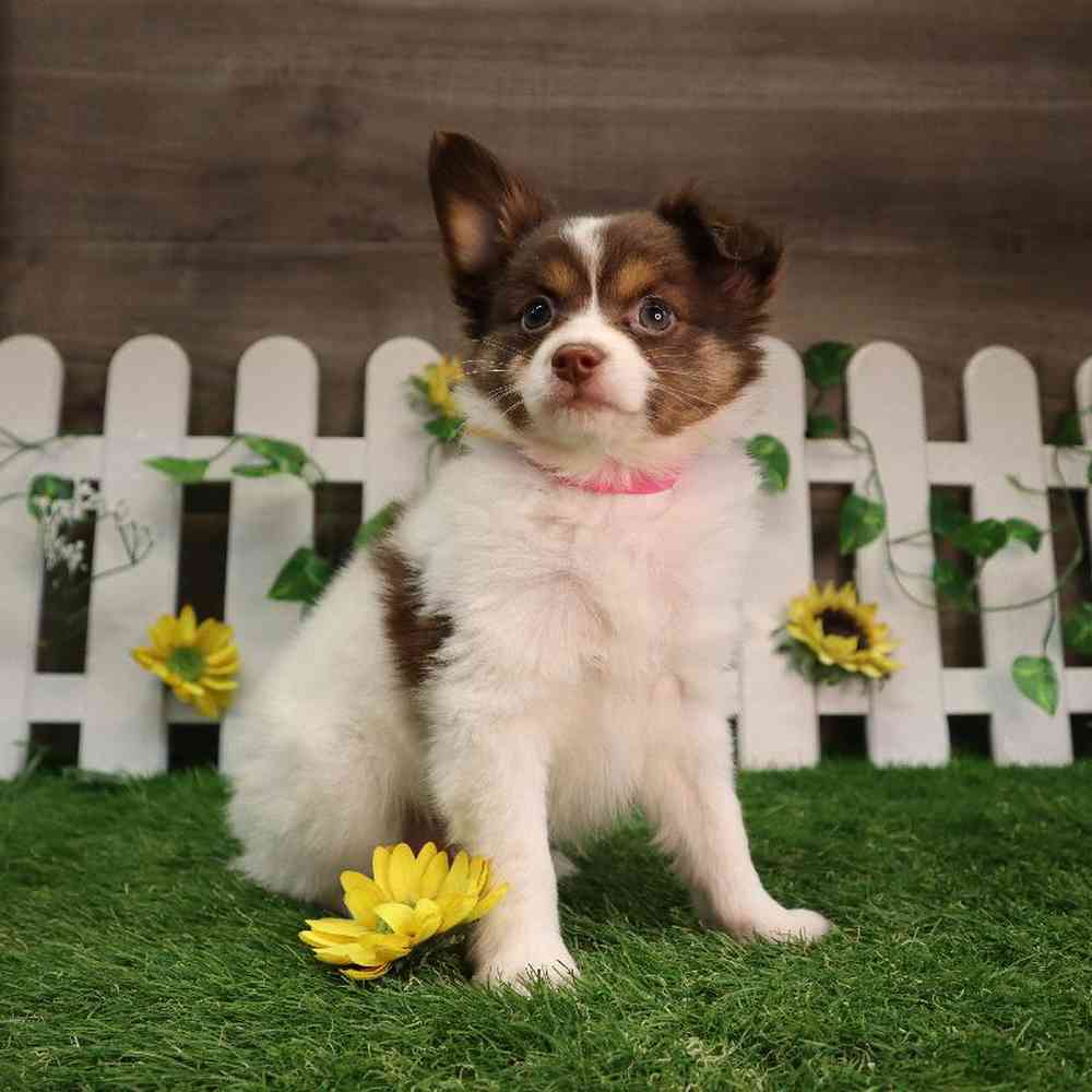 carousel pet images
