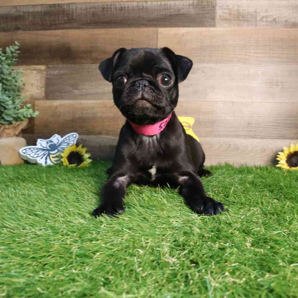 Image of a pet breed in the gallery