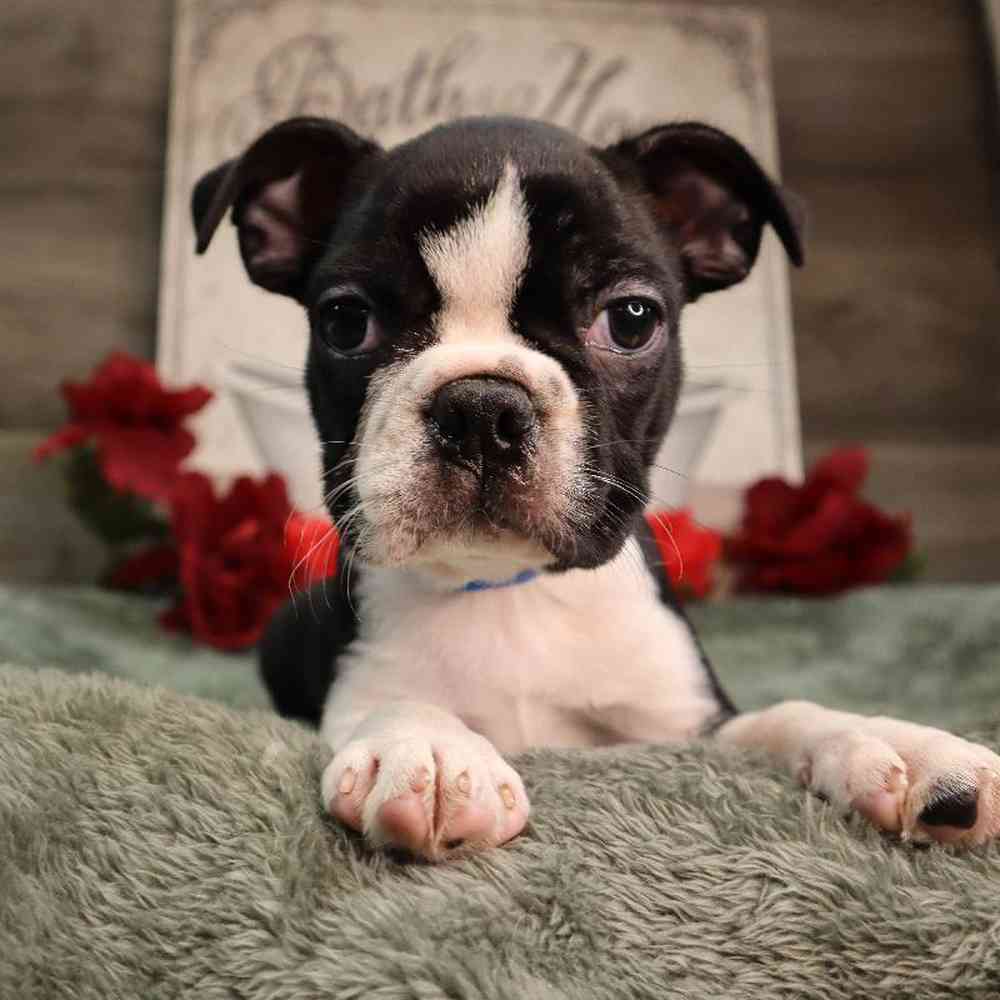 carousel pet images