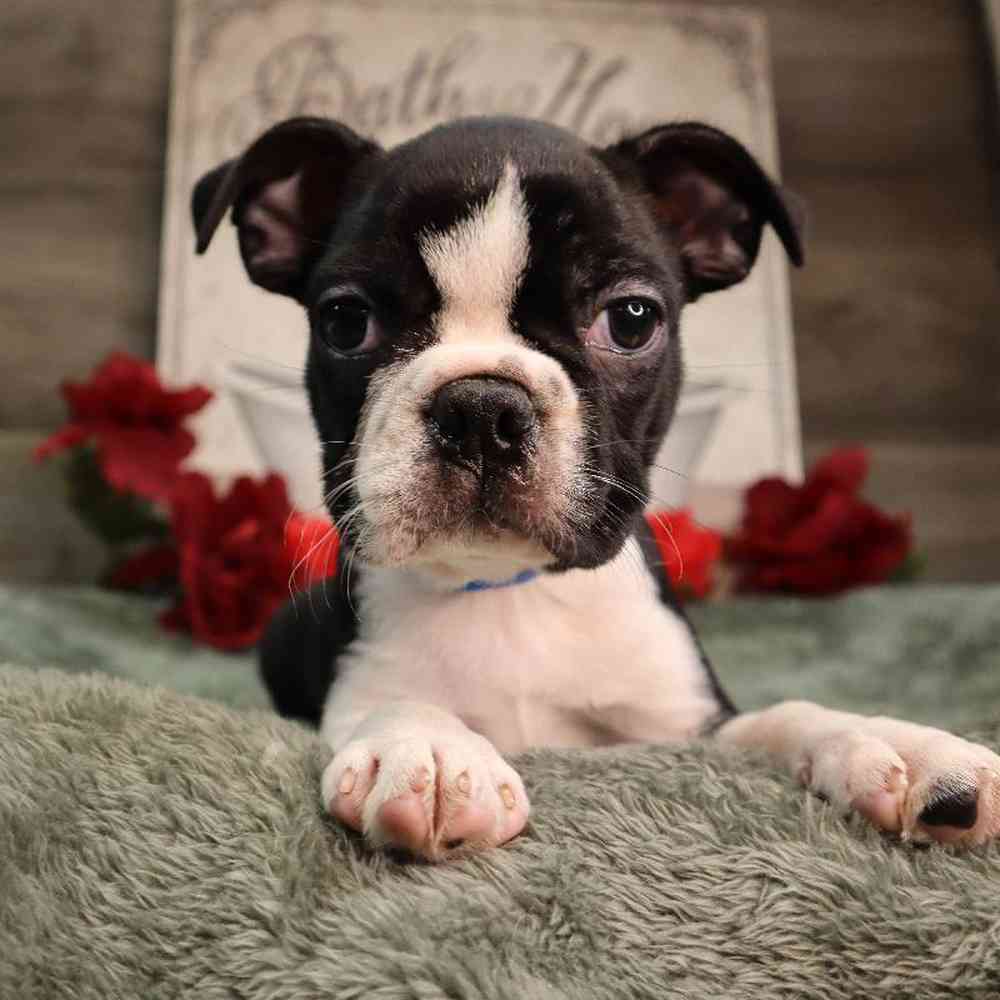 Male Boston Terrier Puppy for Sale in Blaine, MN