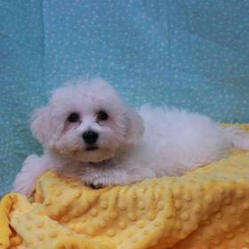 Bichon Frise