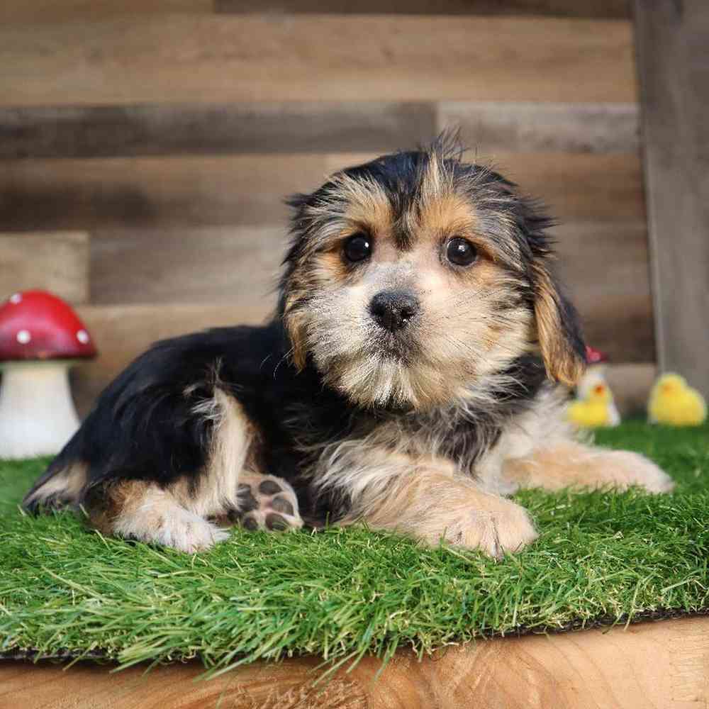 carousel pet images